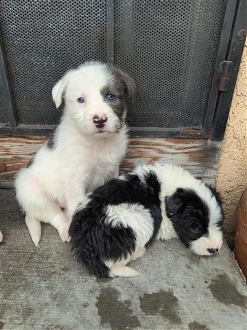 $1500 : Vendo lindos Sheep dog's image 1