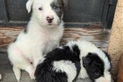 Vendo lindos Sheep dog's en Los Angeles