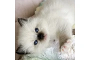 Ragdoll Available en Monterey