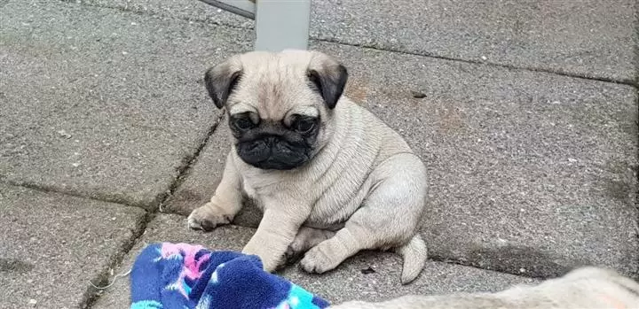 $400 : Vendo 5 cachorros carlino image 1