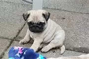 Vendo 5 cachorros carlino en Raleigh