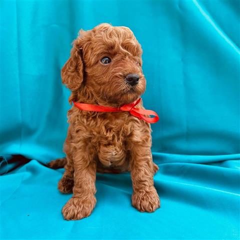 $300 : poodle for adoption/ image 5