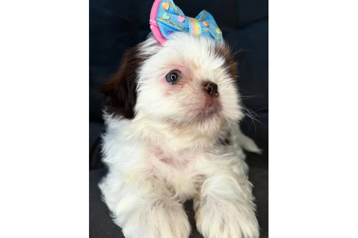 $350 : SHIH TZU TAZA DE TÉ image 4