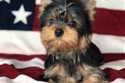 $380 : Beautiful Yorkie puppies thumbnail