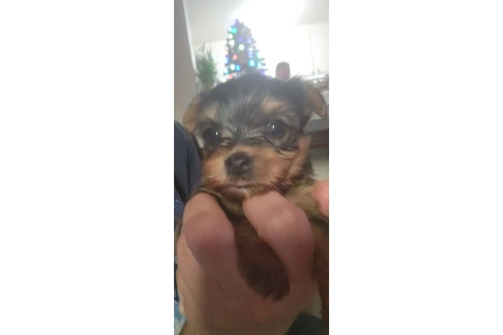 🐶✨ PERRITOS YORKIE EN VENTA ✨ image 2