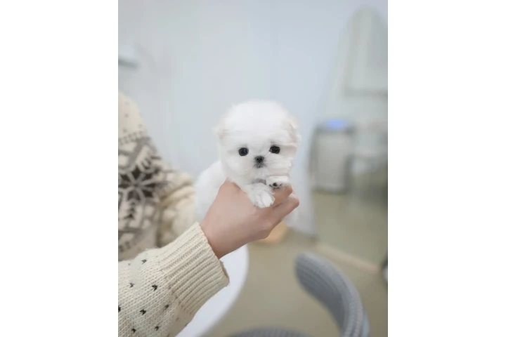 $210 : Pomeranian puppy image 4