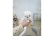 $210 : Pomeranian puppy thumbnail