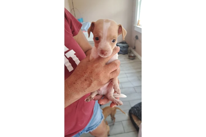 $100 : Chihuahuas machos image 3
