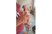 $100 : Chihuahuas machos thumbnail