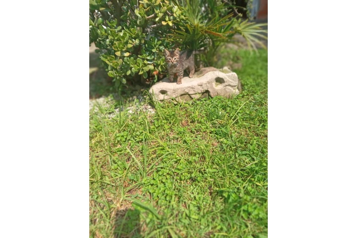 Gatito Tabby busca casa image 2