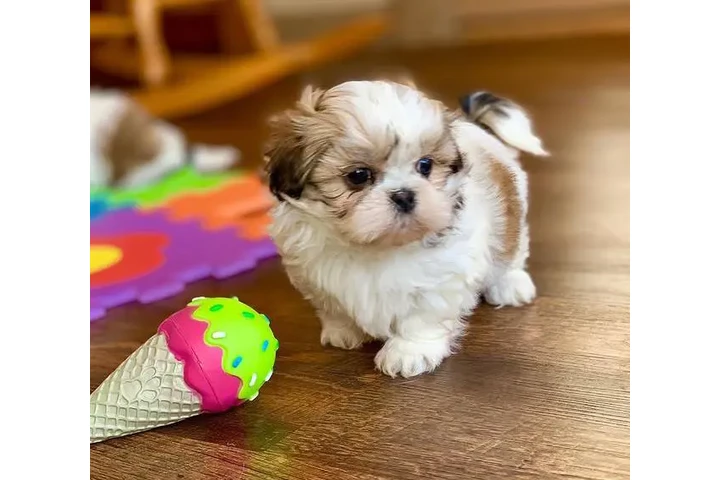 $350 : Cute Shih Tzu For Sale image 1