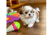 Cute Shih Tzu For Sale en Miami