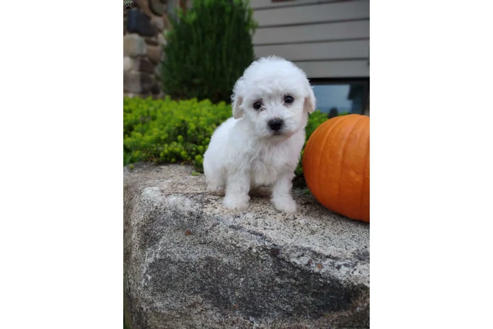 $190 : $190 : Available Bichon Pups image 3