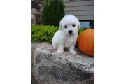 $190 : $190 : Available Bichon Pups thumbnail