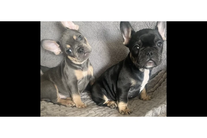 $1100 : FRENCH BULL DOG PUPPIES 8 wks image 2