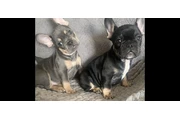 $1100 : FRENCH BULL DOG PUPPIES 8 wks thumbnail