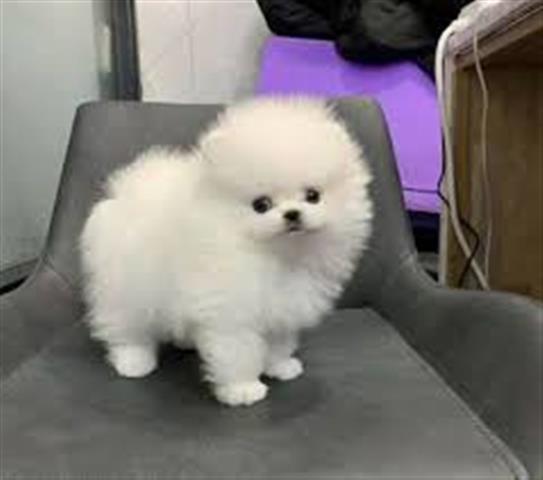 $500 : Teacup Pomeranian Puppies image 1