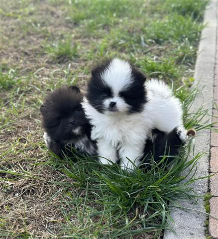 $350 : Pomerania en venta image 2