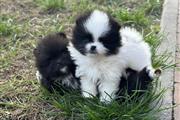 $350 : Pomerania en venta thumbnail