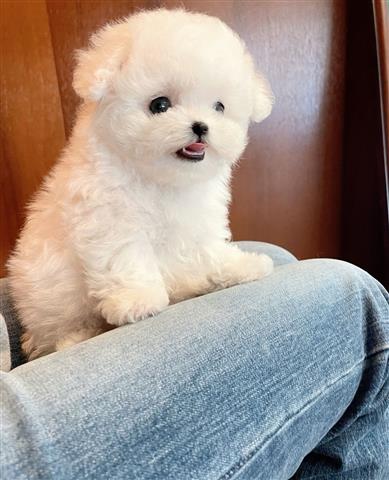 $350 : MALTIPOO EN VENTA image 2