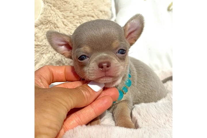 $250 : Chihuahua puppies for sale image 4