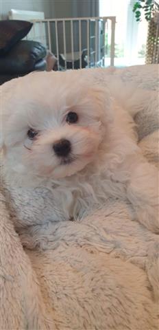 $600 : Maltese puppies for Rehoming. image 1