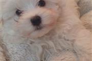 Maltese puppies for Rehoming.