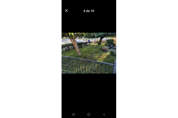 limpieza y corte de tu yarda image 3