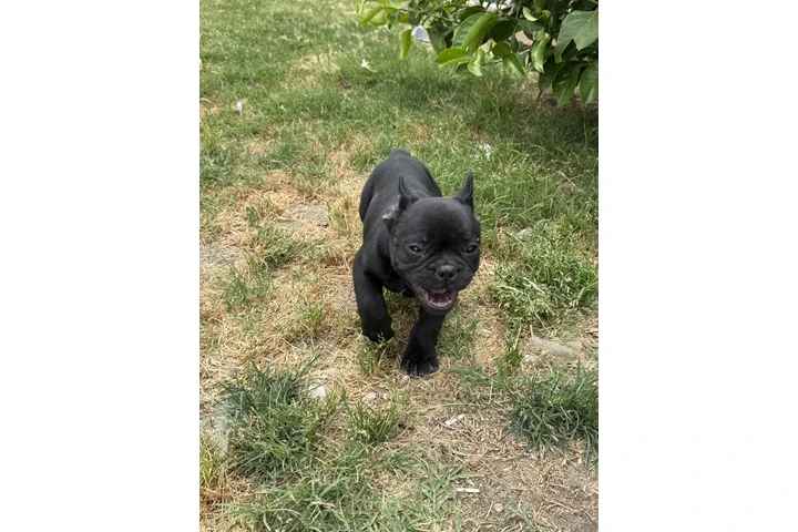 $1800 : french  buldog exotic image 3