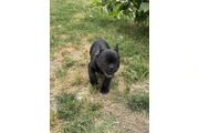 $1800 : french  buldog exotic thumbnail
