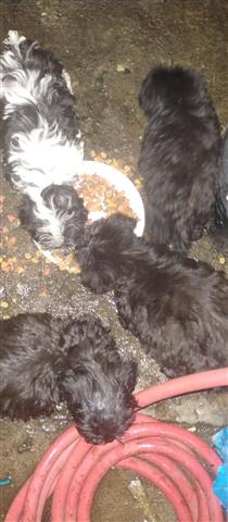 $150 : Mini poodle y mix terrier image 1