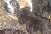 Mini poodle y mix terrier en Los Angeles