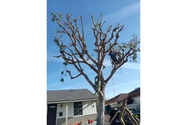 Mantenimiento de Jardines en Los Angeles