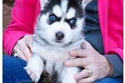 Husky puppies for sale now