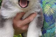 Siberian Husky Pups thumbnail