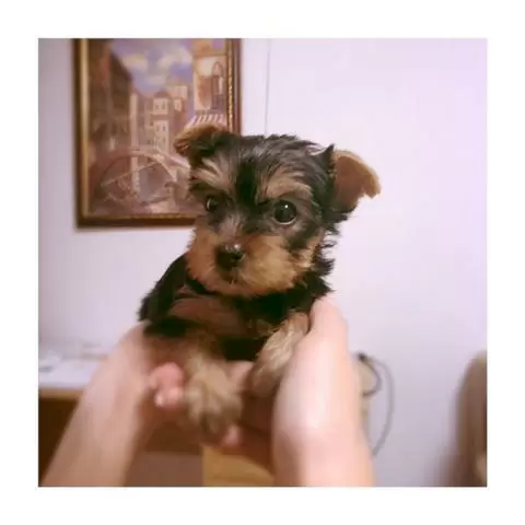 Yorkshire terrier mini toy beb image 1
