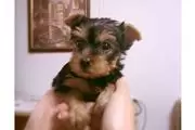 Yorkshire terrier mini toy beb en Camden