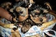 $210 : Cachorros Yorkie súper adorabl thumbnail