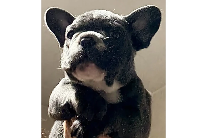 $899000 : Cachorros Bulldog Francés image 1