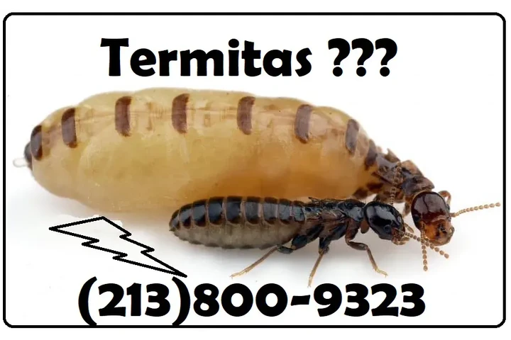 FUMIGACION TERMITAS L.A.- image 1