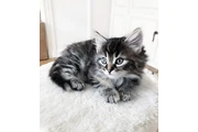 $310 : Norwegian forest kittens thumbnail