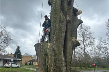 ¡¡TREE FALLING!! en Indianapolis