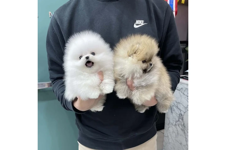 $350 : Pomerania en venta image 1