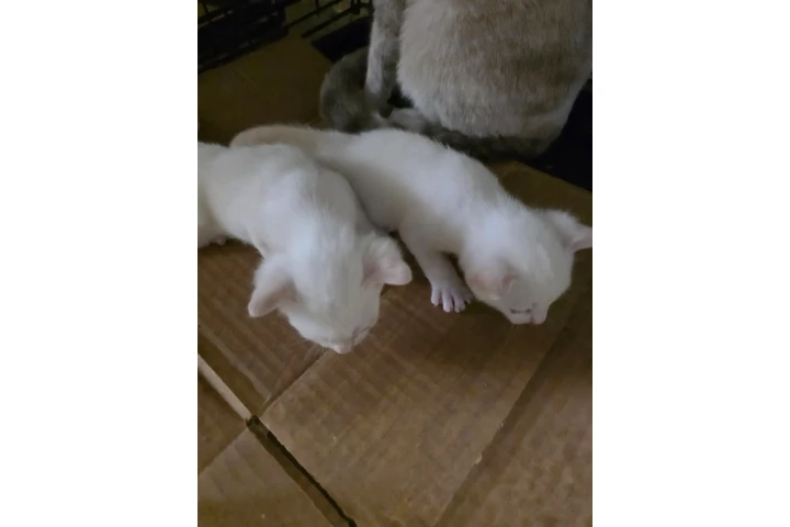 $1 : ADOPCIÓN 🐶😺EN LOS ÁNGELES image 1