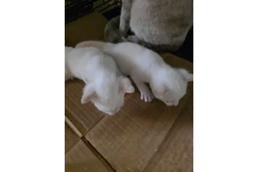 ADOPCIÓN 🐶😺EN LOS ÁNGELES en Los Angeles