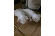 ADOPCIÓN 🐶😺EN LOS ÁNGELES en Los Angeles