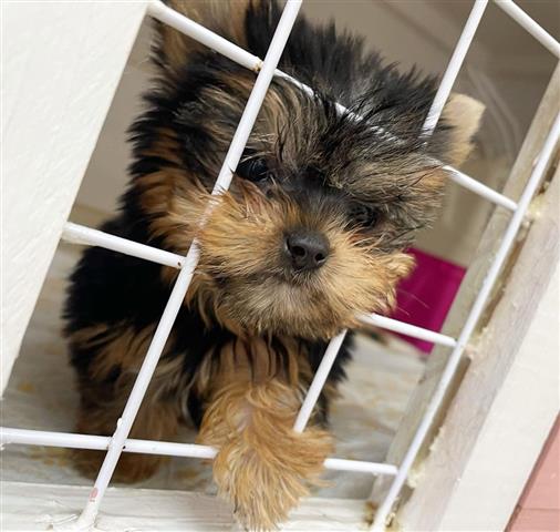 $350 : Yorkies a la venta image 2