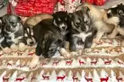 $400 : cute raising huskies pups thumbnail