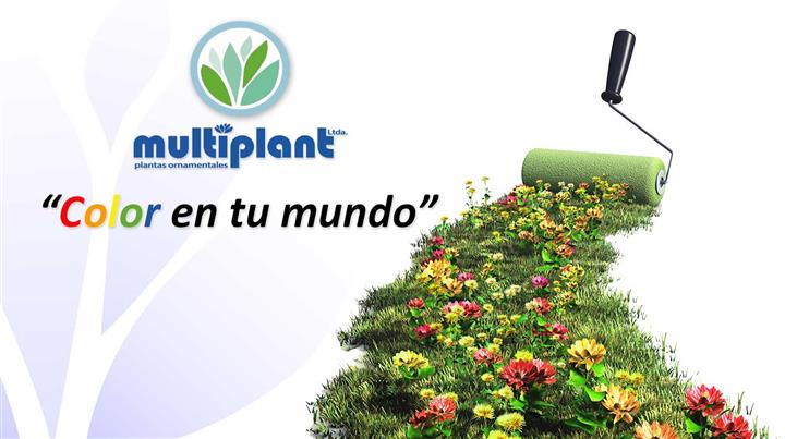 Vivero Online Multiplant image 5