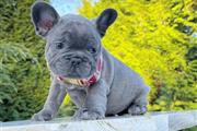french bulldog for sale en Los Angeles